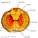 19_Spinal cord-whole_labels.jpg
